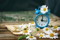 Small blue alarm clock and chamomile flowers on wooden table, summer time concept Royalty Free Stock Photo