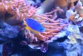 Small blue aquarium fish