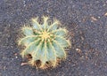 Small Blue barrel cactus Royalty Free Stock Photo