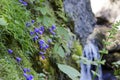 Blue bellflowers with a waterfall on bacground
