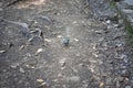 Small blue bird in a hiking pathway ground with roots