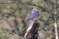 Small blue bird perched atop a dead tree branch in a natural outdoor setting Royalty Free Stock Photo