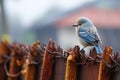 a small blue bird perched on a barbed wire fence Royalty Free Stock Photo