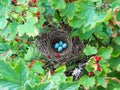 Small blue bird`s eggs in a nest on a red currant bush Royalty Free Stock Photo