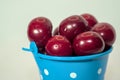 Small blue bucket full of red cherries against a light background. Royalty Free Stock Photo