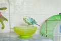 A small blue budgerigar bathes in a saucer of water next to the cage. Maintenance and care of domestic parrots. Feeding