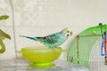 A small blue budgerigar bathes in a saucer of water next to the cage. Maintenance and care of domestic parrots. Feeding