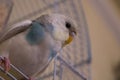 Small Blue Budgie Parrot Bird Sit Cage Royalty Free Stock Photo