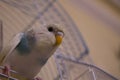 Small Blue Budgie Parrot Bird Sit Cage Royalty Free Stock Photo