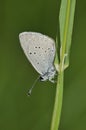 Small Blue Butterfly - Cupido minimus