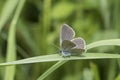 Small Blue butterfly, Cupido minimus, on a blade of grass