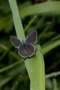 Small Blue butterfly, Cupido minimus, on a blade of grass Royalty Free Stock Photo