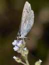 Small Blue Butterfly (Cupido minimus)