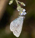 Small Blue Butterfly (Cupido minimus)