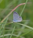 Small Blue Butterfly Royalty Free Stock Photo