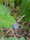 Small blue butterfly resting on a green leaf Royalty Free Stock Photo