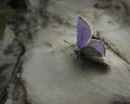 Small blue butterfly on a rock Royalty Free Stock Photo