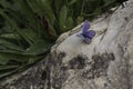 Small blue butterfly on a rock Royalty Free Stock Photo