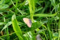 Small blue butterfly sit on green grass Royalty Free Stock Photo