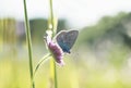 small blue butterfly sits on a flower amid the bright grass in Royalty Free Stock Photo