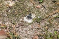 The Little Blue Butterfly Sitting on a Rock Royalty Free Stock Photo