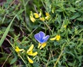 Small blue butterfly in summer glass with yellow flower