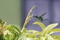 A small Blue-chinned Sapphire hummingbird pollinating flowers in a tropical bush Royalty Free Stock Photo