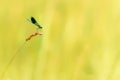 Small blue colorful protected dragonfly style sits on a blade of grass in front of blurred background. Latin name coenagrion