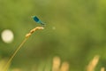 Small blue colorful protected dragonfly style sits on a blade of grass in front of blurred background. Latin name coenagrion