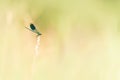Small blue colorful protected dragonfly style sits on a blade of grass in front of blurred background.  Latin name coenagrion Royalty Free Stock Photo