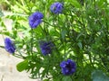 Small blue corn flowers in bloom Royalty Free Stock Photo