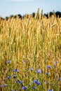 Small blue cornflower flowers next to the ears of cereals Royalty Free Stock Photo