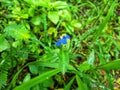 A Small Blue Colour Flower In Rainforest