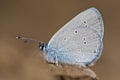 Small blue Cupido minimus butterfly Royalty Free Stock Photo