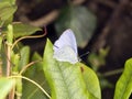 Small blue butterfly Cupido minimus on green leaf