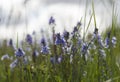 Small blue delicate flowers in green foliage 3