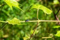 Small blue dragonfly on green grape leaves background in spring season. Royalty Free Stock Photo