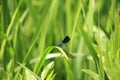 A small blue dragonfly on the green leaves of river plants