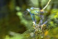 A small blue dragonfly resting on a river plant. Natural background