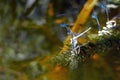 A small blue dragonfly resting on a river plant. Natural background