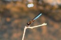 Small blue dragonfly on tree branch Royalty Free Stock Photo