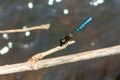 Small blue dragonfly on tree branch Royalty Free Stock Photo