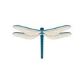 Small blue dragonfly with two pairs of large transparent wings. Flying insect. Flat vector design