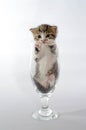 Small blue-eyed kitten color tabby sitting in a clear beer glass Royalty Free Stock Photo