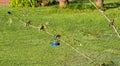 A small blue feeder attracts a flock of finches