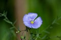 A small blue flower is a close-up of flax.