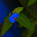 Small blue flower commonly known as the Asiatic dayflower Israel Royalty Free Stock Photo