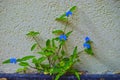 Small blue flower commonly known as the Asiatic dayflower Israel Royalty Free Stock Photo