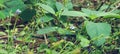 small blue flower with leaves in jungle