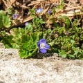 Flowers blue - Speedwell flower - Veronica filiformis